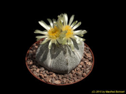 Astrophytum cv. 2344